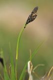 Carex medwedewii