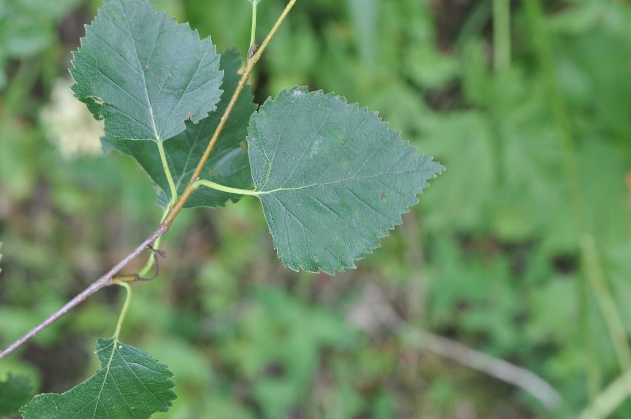 Изображение особи Betula raddeana.