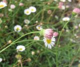 Erigeron karvinskianus. Соцветия. Южный Берег Крыма, Артек, клумба. 19 июля 2010 г.