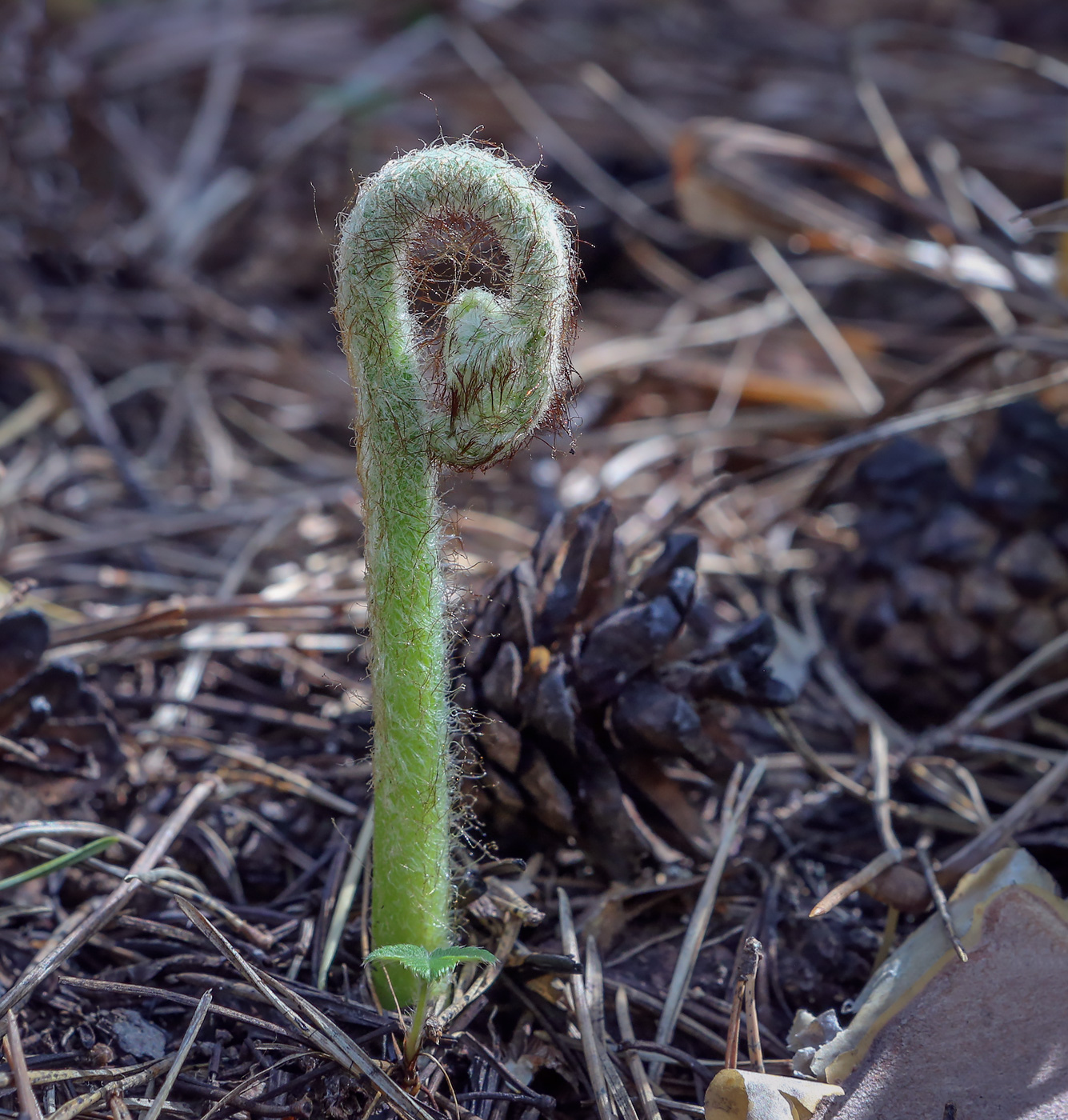 Изображение особи Pteridium pinetorum.