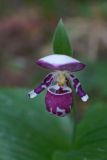 Cypripedium guttatum