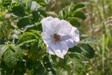 Rosa rugosa