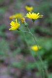 род Hieracium