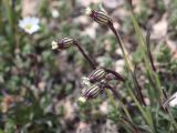 Gastrolychnis gonosperma