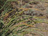 Ephedra distachya