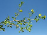 Potentilla подвид paradoxa