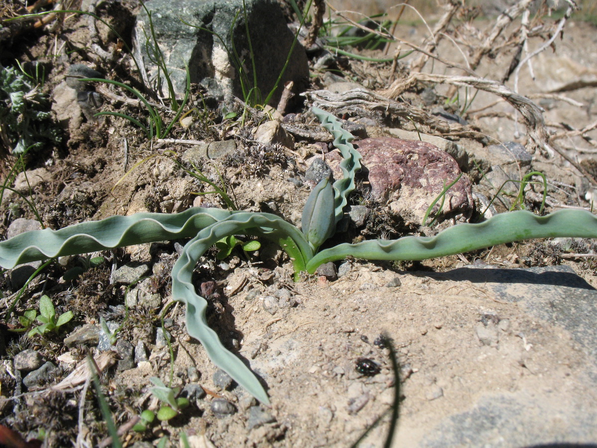 Изображение особи Tulipa tetraphylla.