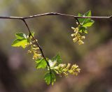 Ribes komarovii. Ветвь с соцветиями и муравьём. Приморский край, Хасанский р-н, окр. с. Кравцовка, бассейн р. Грязная, в широколиственном лесу с участием Abies holophylla. 02.05.2023.