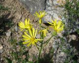 Senecio franchetii