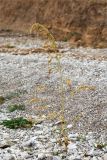 Atriplex sagittata