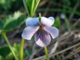 Viola palustris