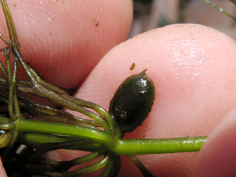 Изображение особи Ceratophyllum submersum.