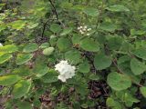 Spiraea ussuriensis. Цветущее растение. Владивосток, Академгородок. 22 мая 2012 г.