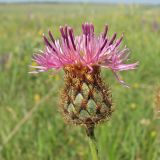 Centaurea rigidifolia