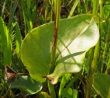 Parnassia palustris