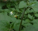 Solanum nigrum