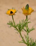 Adonis dentata. Верхушка цветущего растения. Israel, Arad Valley. 26.03.2012.