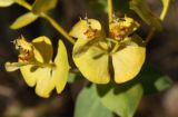 Euphorbia goldei. Часть соплодия без плодов (видны прицветные листья и нектарники). Крым, окр. ст. Мекензиевы горы, остепнённая поляна среди грабинниково-пушистодубняка. 25.06.2012.