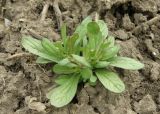 Valerianella carinata