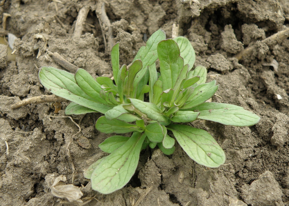 Изображение особи Valerianella carinata.