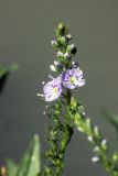 Veronica anagallis-aquatica