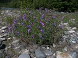 Vicia sosnowskyi