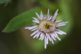 Erigeron politus