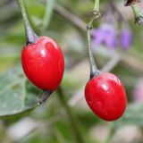 Solanum dulcamara