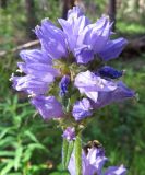 Campanula cervicaria