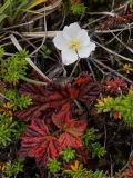 Rubus chamaemorus. Запоздало цветущее растение на заболоченном участке кустарничковой тундры. Мурманск, Горелая сопка. Конец августа.
