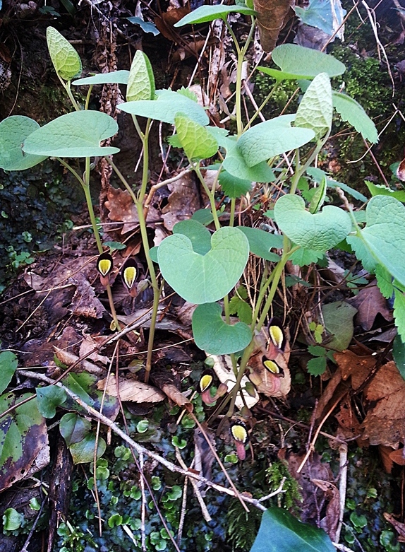 Изображение особи Aristolochia steupii.