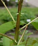 Erythrina crista-galli. Средняя часть молодого побега. Германия, г. Крефельд, Ботанический сад. 06.09.2014.