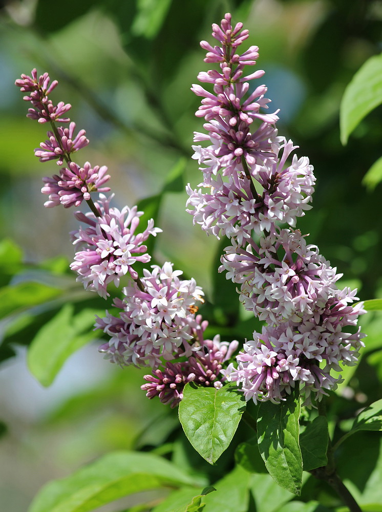 Изображение особи Syringa josikaea.