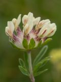 Anthyllis biebersteiniana