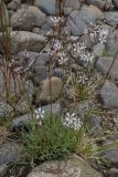 Gypsophila uralensis