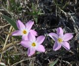 Phlox sibirica