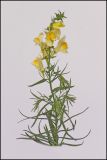 Linaria biebersteinii