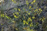 Linaria genistifolia. Цветущее растение. Украина, Запорожская обл., Бердянская коса, зарастающий пляж. Август 2006 г.