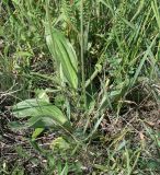 Plantago urvillei