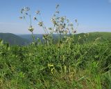 Melandrium latifolium. Цветущее растение. Краснодарский край, м/о г. Геленджик, хр. Маркотх, гора Иорданова, выс. ≈ 650 м н.у.м., горный луг. 21.05.2016.