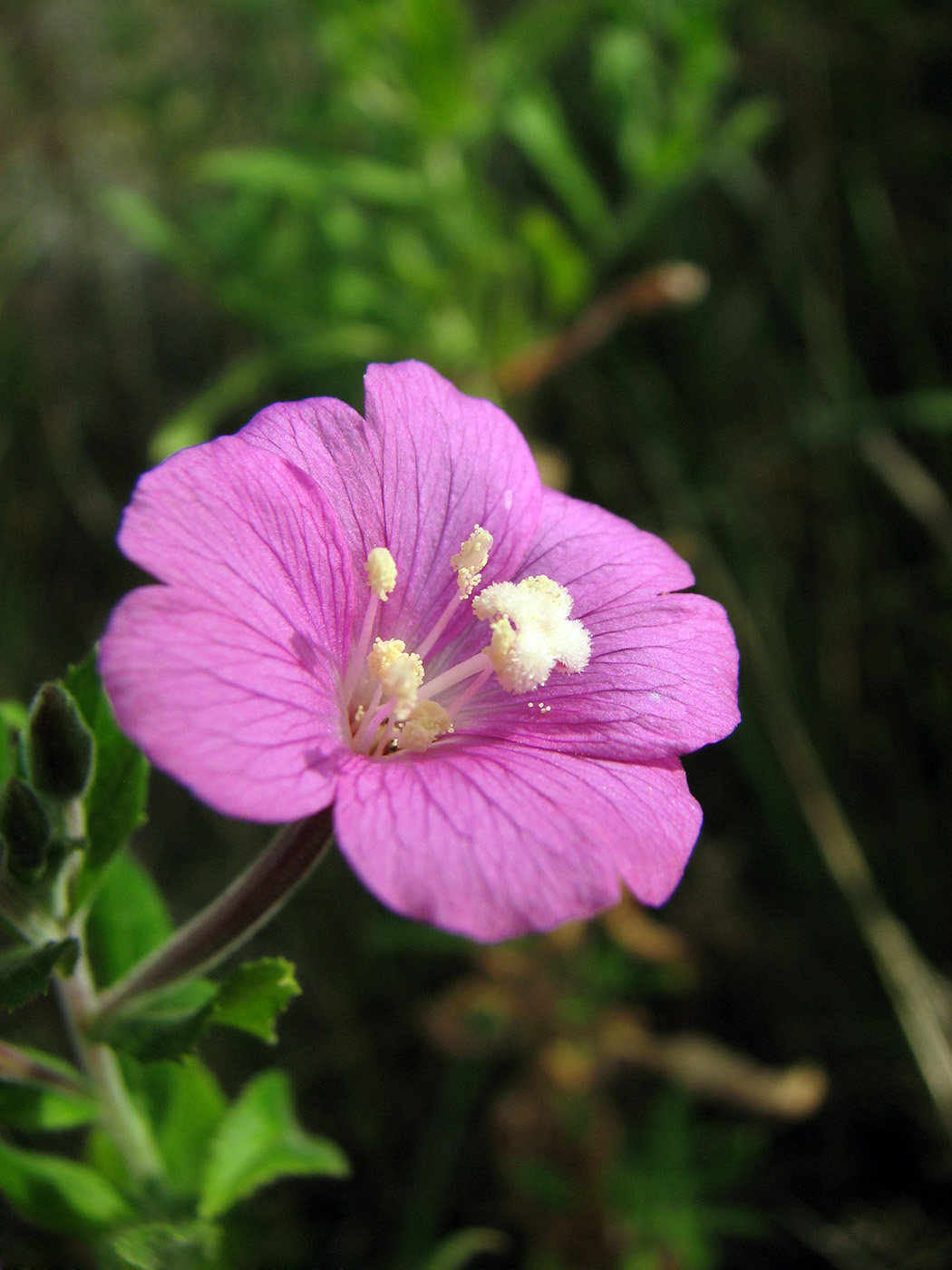 Изображение особи Epilobium hirsutum.