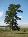 Pinus sylvestris. Взрослое растение. Пензенская обл., Каменский р-н, с. Большие Верхи, насаждения вдоль оврага. 10 августа 2016 г.