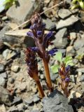 Orobanche coerulescens. Цветущие растения. Приморье, ЗАТО г. Фокино, о. Аскольд, мыс Елагина, на каменистой осыпи. 31.07.2016.