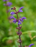 Salvia kuznetzovii