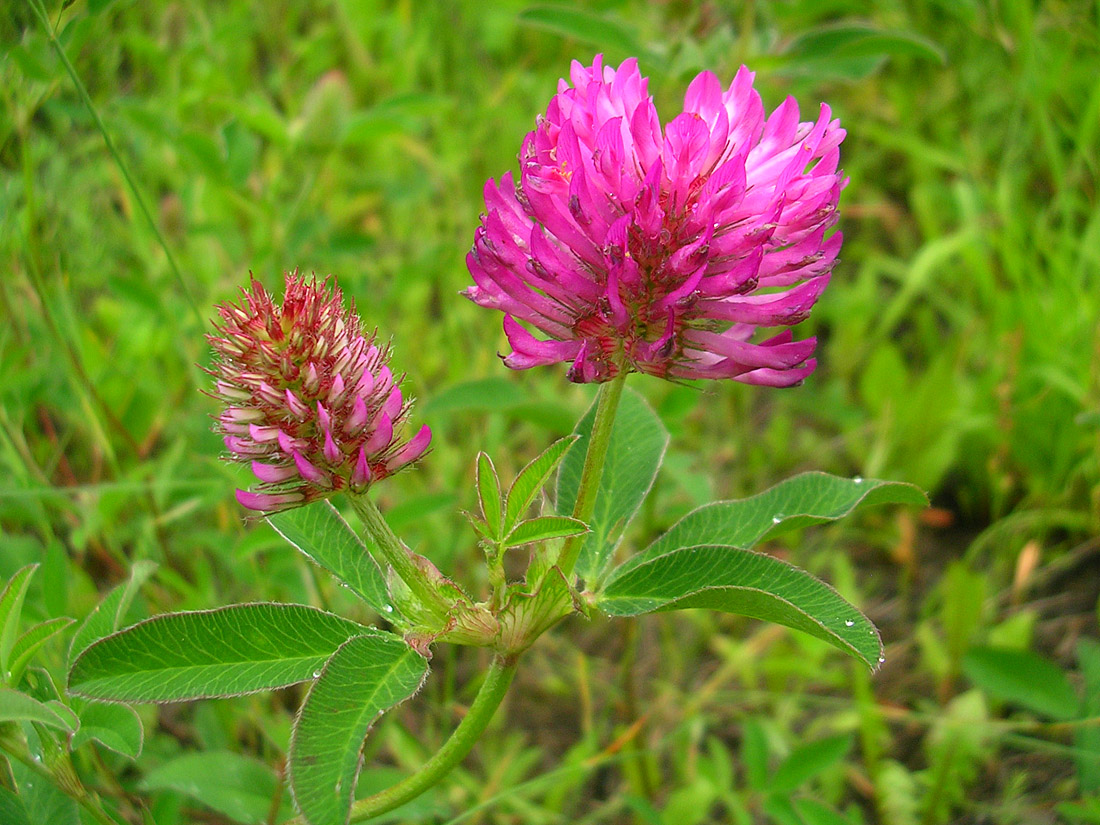 Изображение особи Trifolium medium.