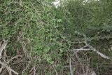 Cocculus pendulus. Часть растения, опирающегося на Acacia raddiana. Израиль, северная Арава, устье нахаль Битрон. 21.01.2016.