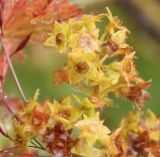 Alchemilla omalophylla. Ветвь соцветия с плодами. Алтай, Семинский перевал. 25.08.2009.