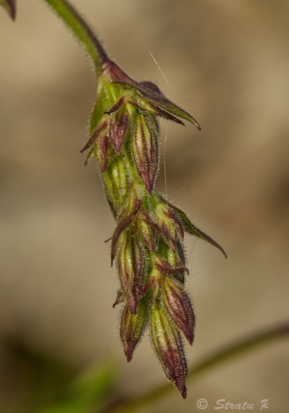 Изображение особи Silene nutans.