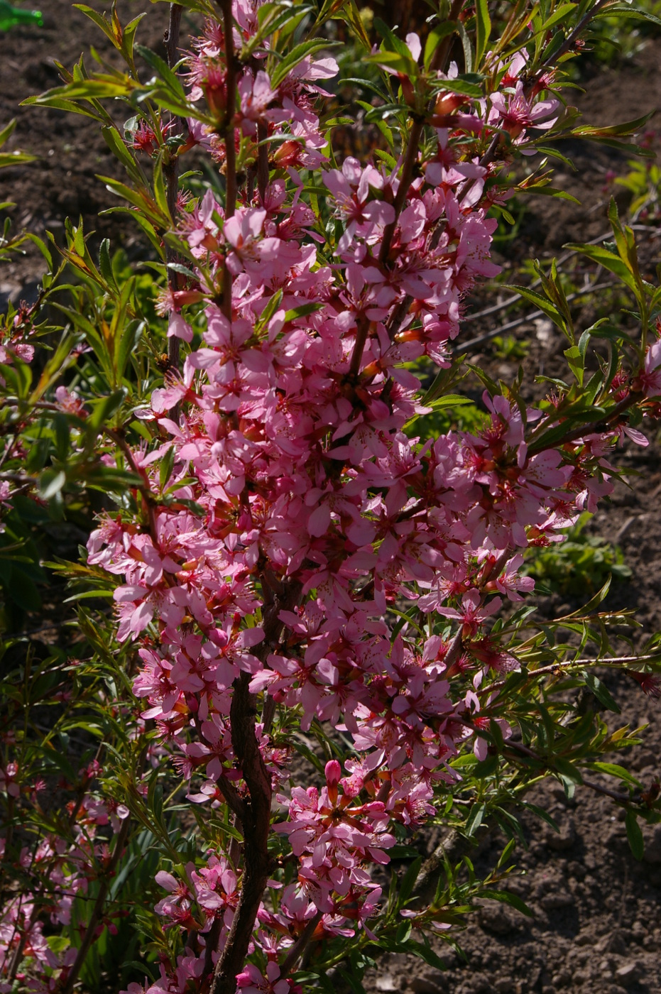 Изображение особи Amygdalus nana.