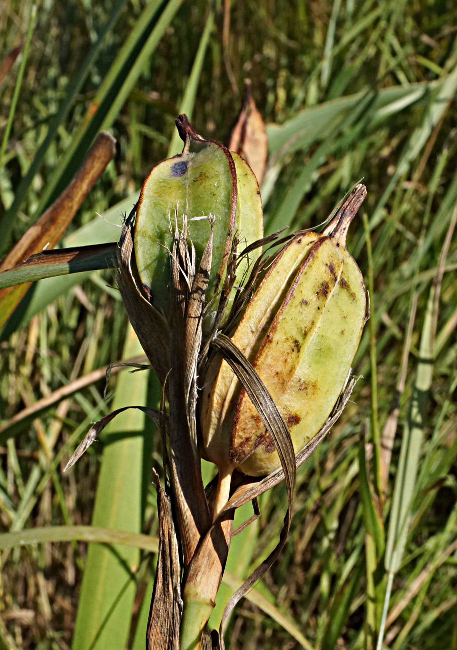 Изображение особи Iris halophila.